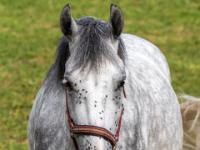Pferd mit tigergeschecktem Fell